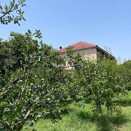 Villa Mance Berat Eksteriør billede