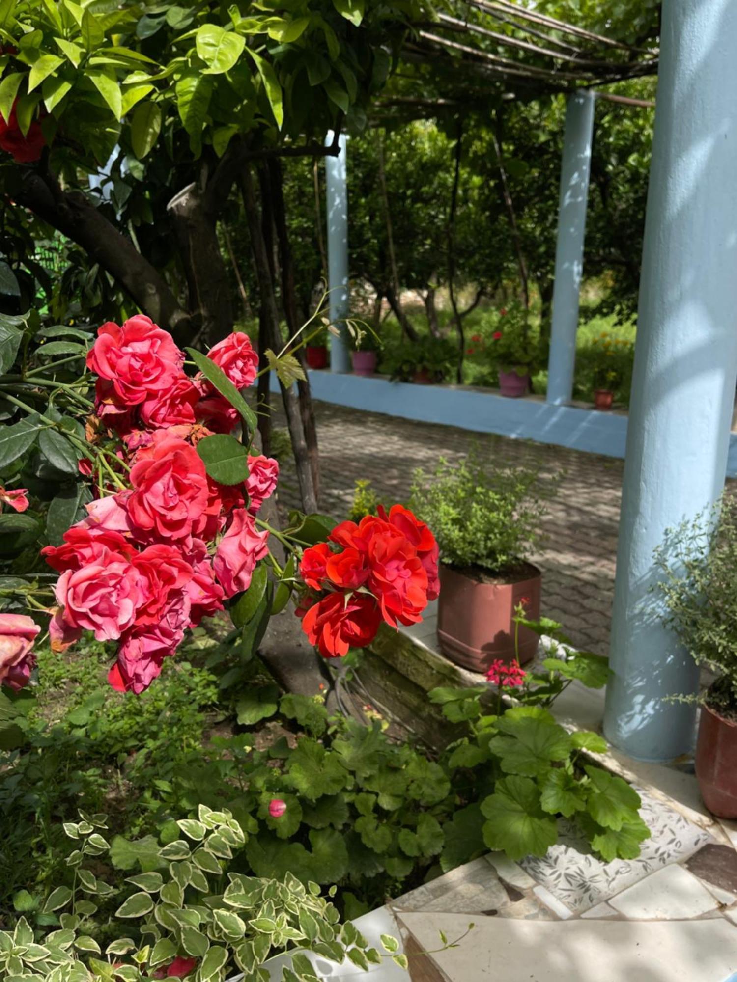 Villa Mance Berat Eksteriør billede